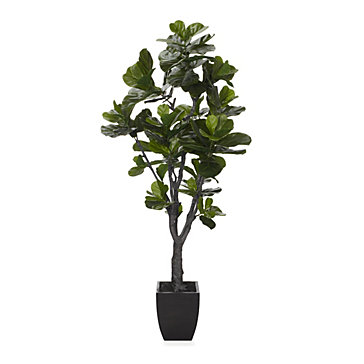 Fiddle Leaf Tree | Summer Sanctuary | Collections | Z Gallerie - Fiddle Leaf Tree