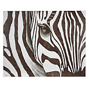 Zebra on Canvas