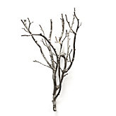 Branch Sconce - Silver