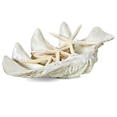 Atlantis Clam Shell - Large