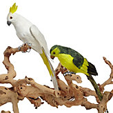 Feathered Cockatiel and Parrot