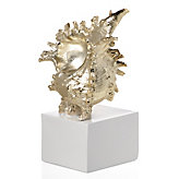 Murex Shell
