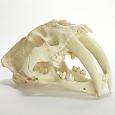 Saber Tooth Tiger Skull