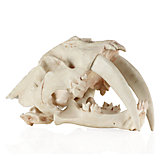 Saber Tooth Tiger Skull