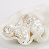 Jade Turbo Shell