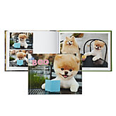 Boo The Life of the World's Cutest Dog