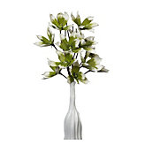 Magnolia Stem - Set of 3 - Pear