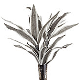 Seaweed Stems - Set of 3 - Grey