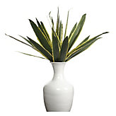 Large Agave