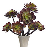 Echeveria Stem - Set of 3 - Red