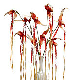Slipper Orchid Spray - Orange