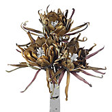 Spider Daisy - Set of 3 - Gold