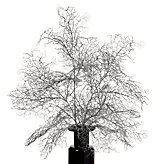 Coral Spray - Silver