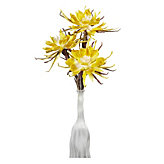 Spider Daisy - Set of 3 - Lemon