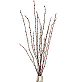 Pussy Willow Spray - Set of 6