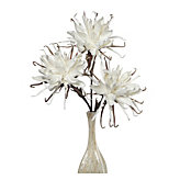 Spider Daisy - Set of 3 - White