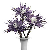 Spider Daisy - Set of 3 - Light Thistle