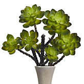 Echeveria Stem - Set of 3 - Green