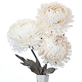 Giant Mum - Set of 3