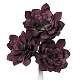 Succulent - Set of 3