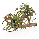 Air Plant