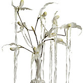 Slipper Orchid Spray - White
