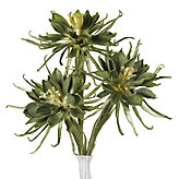 Spider Daisy - Set of 3 - Pear
