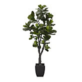 Fiddle Leaf Tree