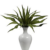 Agave Leaf Plant