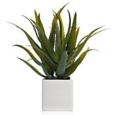 Aloe Plant