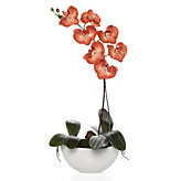 Potted Phalaenopsis  - Orange
