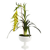 Potted Bromeliad Plant