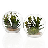 Desert & Succulent Terrarium