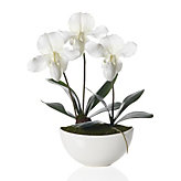 Lady Slipper With Pot - White