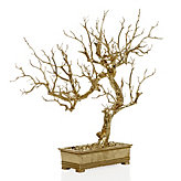 Bonsai Tree - Gold