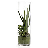 Succulent In Glass Vase