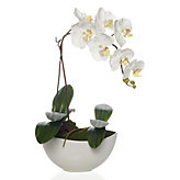 Potted Phalaenopsis - White