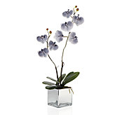 Phalaenopsis Potted Plant - Grey