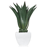 Agave Bush