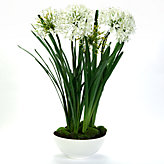 Potted Agapanthus