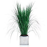 Potted Fountain Grass