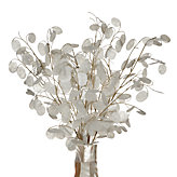 Silver Dollar Spray - Set of 6