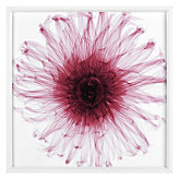 Dahlia - Raspberry
