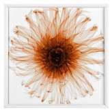 Dahlia - Orange