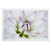Dahlia