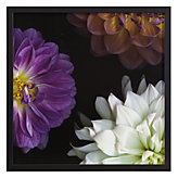 Purple Dahlia 2