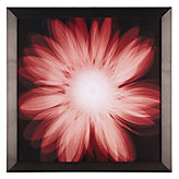 Radiant Gerbera