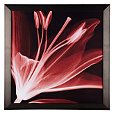 Lilium Radiance