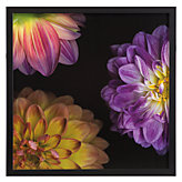 Purple Dahlia 1