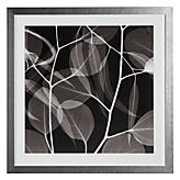 Eucalyptus Negative